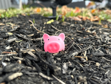 Toy pig on dirt