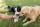 Dogs at City Barbeque