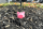 Toy pig on dirt