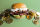 pastrami